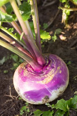Growing Guide Turnips