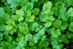 Coriander Growing Guide