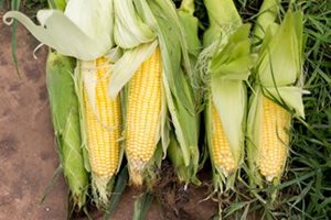 Sweetcorn Growing Guide