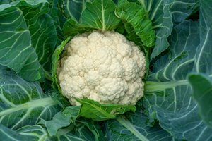 Cauliflower Growing Guide