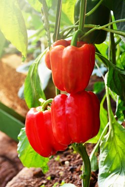 Peppers Growing Guide