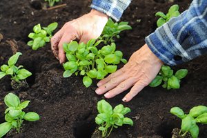 Basil growing guide: How do you grow basil?